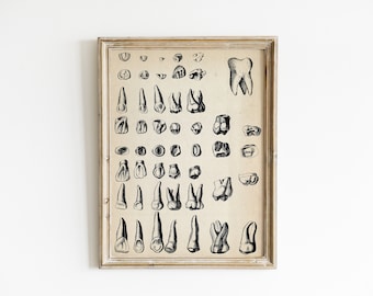 Impresión médica antigua - Impresión artística de dientes - Ilustración anatómica antigua - Diagrama de gráfico de dientes extraños de arte gótico
