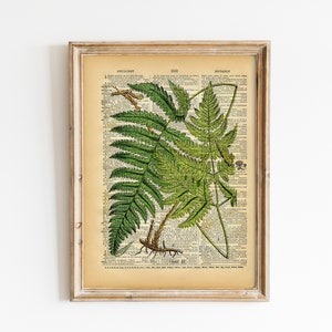 Vintage Book Print Botanical Fern Art Upcycled Antique Book Print Natural History Floral Art Print image 1