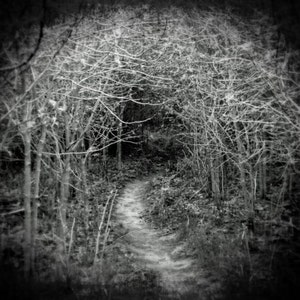 Haunted Forest Photo Gothic Fairytale Forest Print Spooky Halloween Decor Black and White Photography Landscape Photo image 2