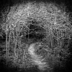 May include: A black and white photograph of a path through a dense forest. The path is lined with trees and branches, creating a dark and mysterious atmosphere.