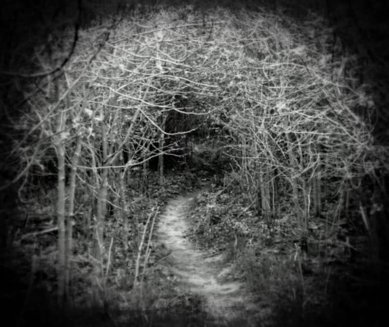 May include: A black and white photograph of a path through a dense forest. The path is lined with trees and branches, creating a dark and mysterious atmosphere.