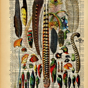 May include: A vintage book page with a colorful illustration of various feathers and birds. The page is from a dictionary and includes text from the words "Snuggery", "Sociable", and "Soak".