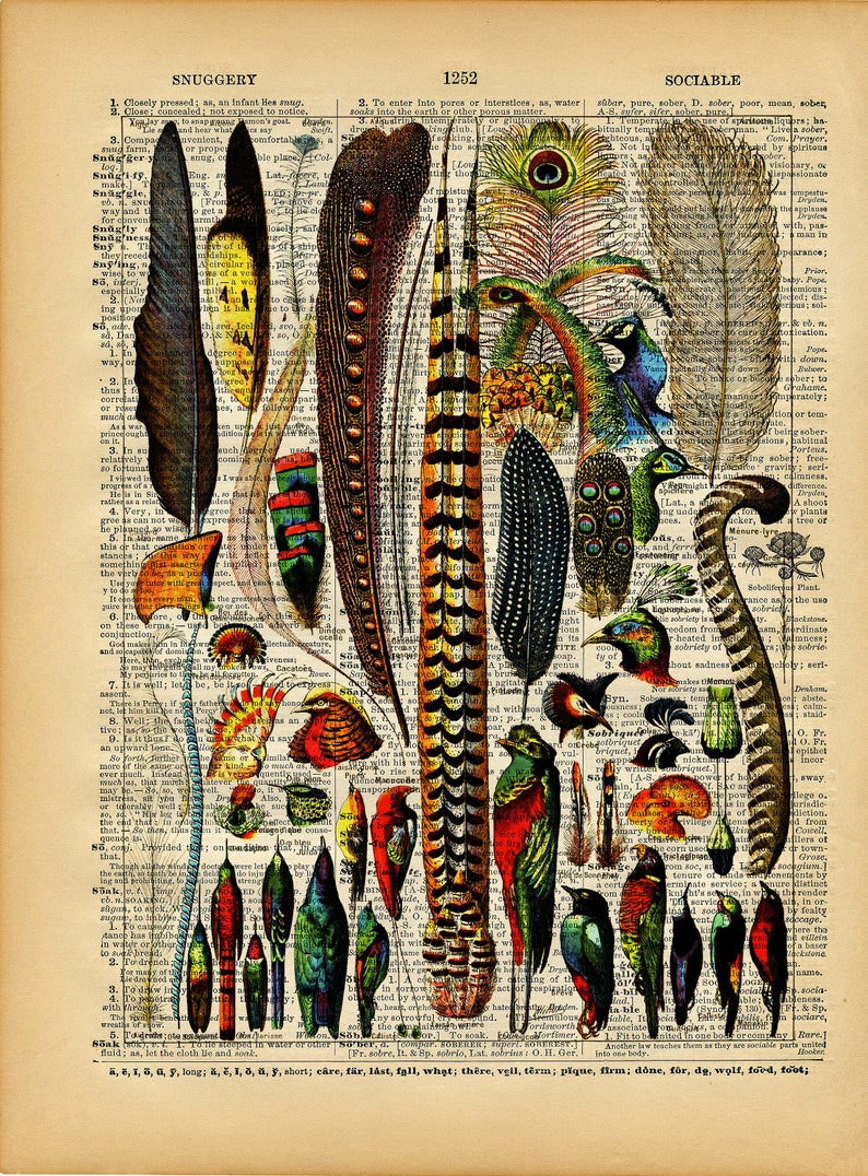 May include: A vintage book page with a colorful illustration of various feathers and birds. The page is from a dictionary and includes text from the words "Snuggery", "Sociable", and "Soak".