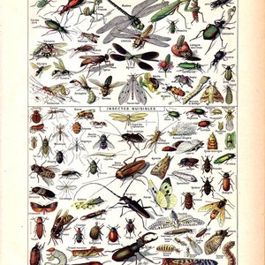 Vintage Natural History Print Insect Collection Antique Print Bugs Butterflies Moths French Vintage Print image 2