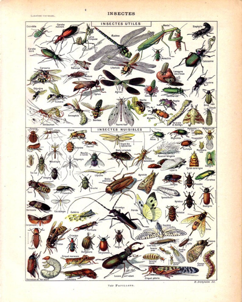 Vintage Natural History Print Insect Collection Antique Print Bugs Butterflies Moths French Vintage Print image 2