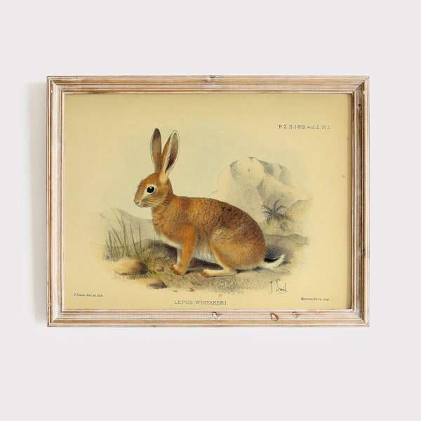 Antique Woodland Print - Rabbit Art - Sepia Green Forest - Vintage Rabbit Art Print - Animal Forest Fairy Tale Art