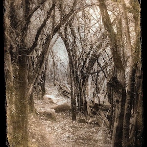 Fairytale Forest Photo Dreamy Fine Art Woodland Photograph Print Surreal Sepia Brown Vintage Photo image 2