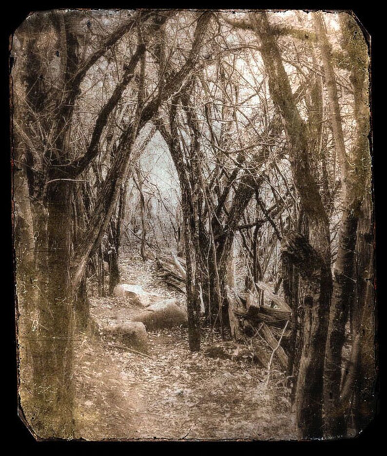 Fairytale Forest Photo Dreamy Fine Art Woodland Photograph Print Surreal Sepia Brown Vintage Photo image 2