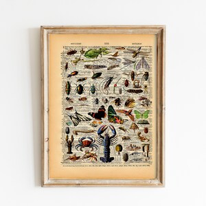 May include: A vintage dictionary page featuring a colourful illustration of various insects, butterflies, and crustaceans. The page is framed in a light wood frame.