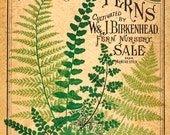 Antique Botanical Print "Catalogue of Ferns" Vintage Woodland Floral Illustration - Green Sepia Art Nouveau Garden Print