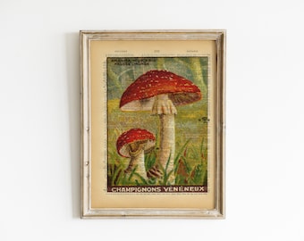 Vintage Book Art - Mushroom Print - Natural History Wall Art - Upcycled Antique Book Print - French Vintage Nature Illustration