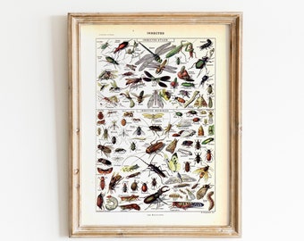 Vintage Insect Print: French Natural History Art