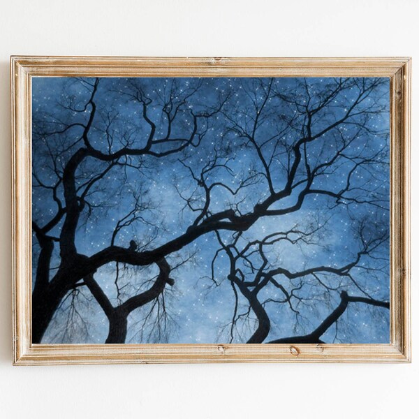 Night Sky Photo - Ethereal Starry Sky Art Print - Stars Tree Branches Photography Print