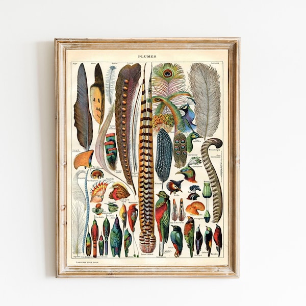 Vintage Bird Feather Print: Natural History Scientific Illustration