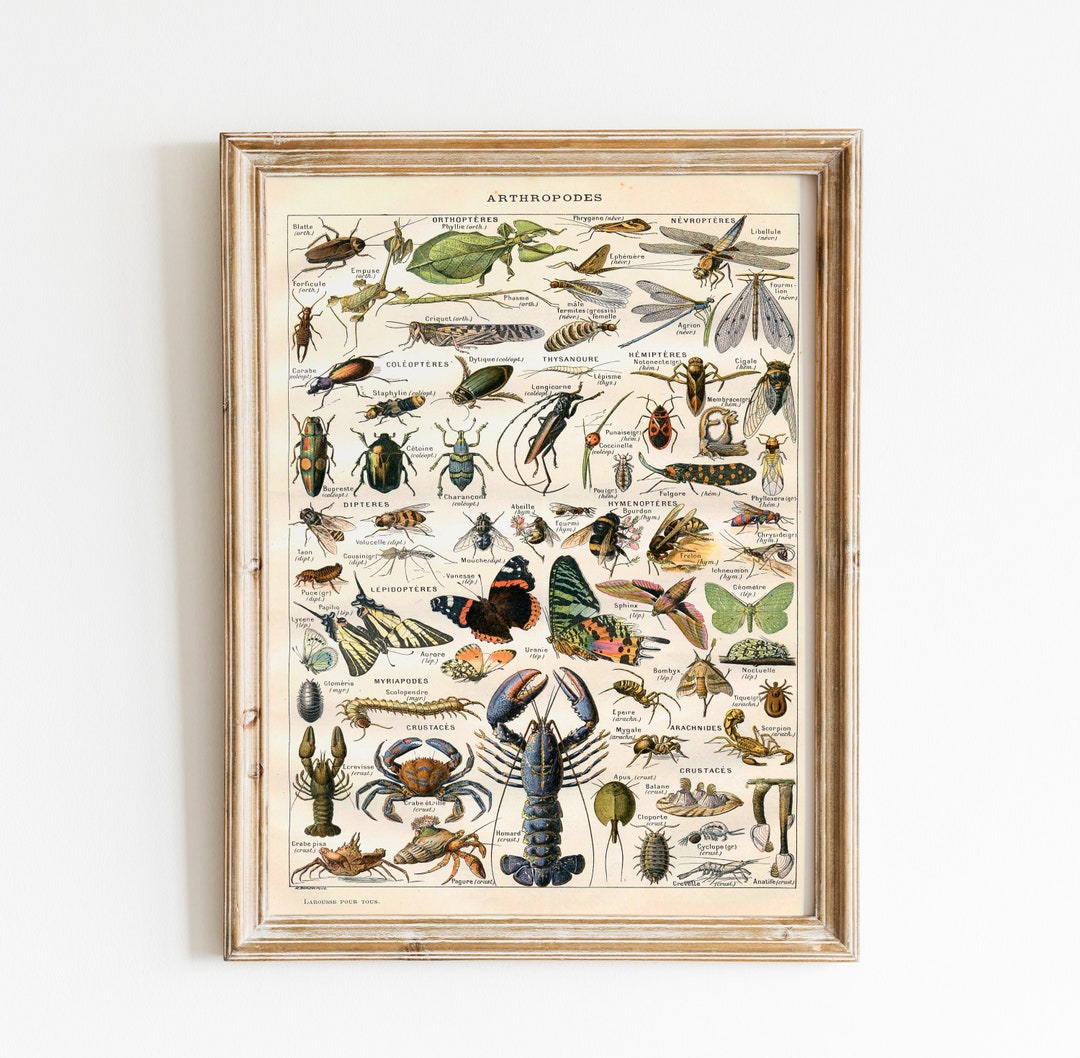 Vintage Natural History Print - Arthropodes - Insect Collection Antique ...