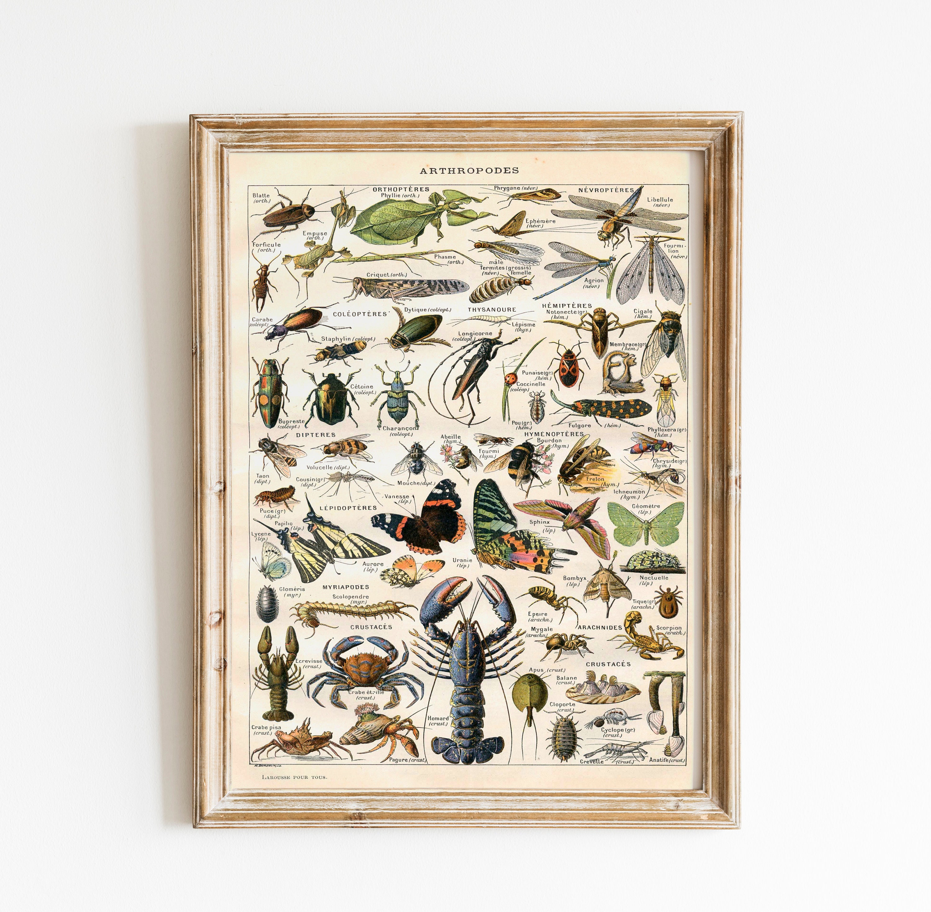 Vintage Natural History Print - Arthropodes - Insect Collection Antique ...