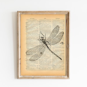 Könnte beinhalten: Schwarz-weiß-Illustration einer Libelle auf einer alten Wörterbuchseite. Die Seite enthält Text zu den Wörtern "suggestiv", "gesellig" und "geeignet".