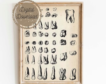 Téléchargement numérique - impression médicale vintage - Illustration anatomique antique - diagramme de dents étranges art gothique