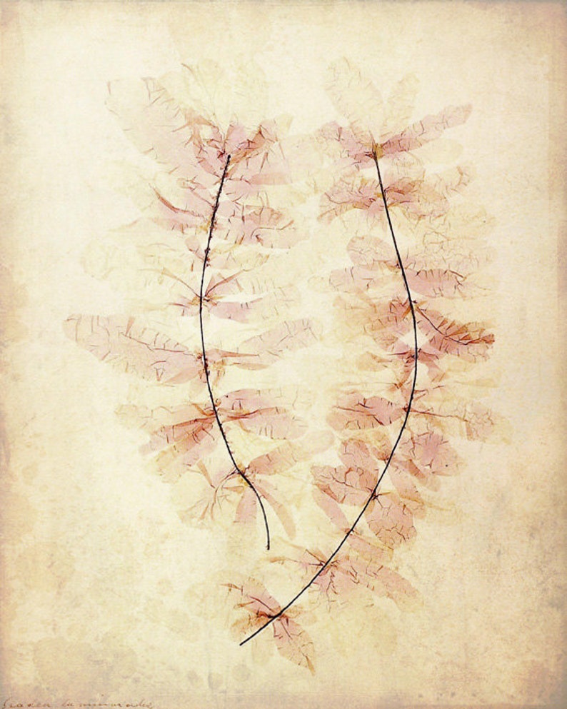 Antique Botanical Print Victorian Floral Pressed Flowers Vintage Woodland Pink Sepia Leaves image 2