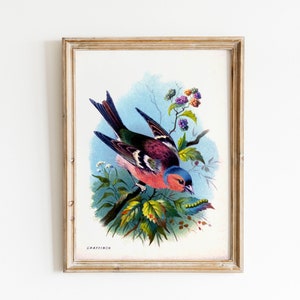 Vintage Woodland Print Rainbow Bird Bright Colourful Natural History Illustration Bird Feathers Colorful image 1