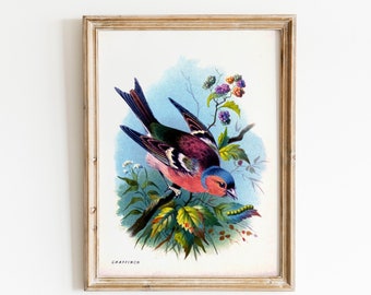 Vintage Woodland Print - Rainbow Bird - Bright Colourful Natural History Illustration - Bird Feathers Colorful