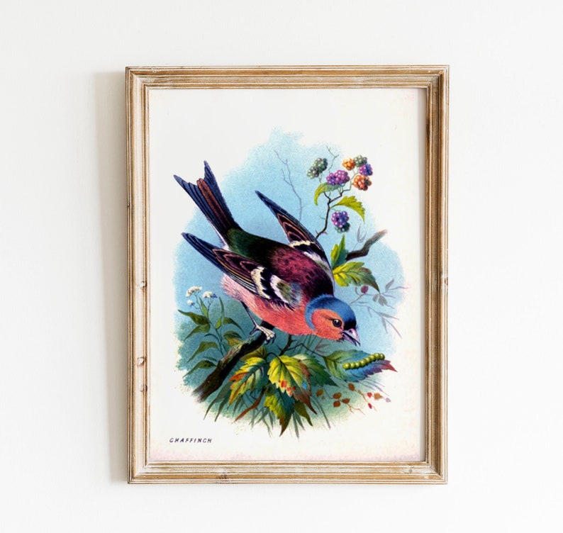 Vintage Woodland Print Rainbow Bird Bright Colourful Natural History Illustration Bird Feathers Colorful image 1