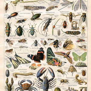 Vintage Natural History Print Arthropodes Insect Collection Antique Print Bugs Butterflies Moths image 2