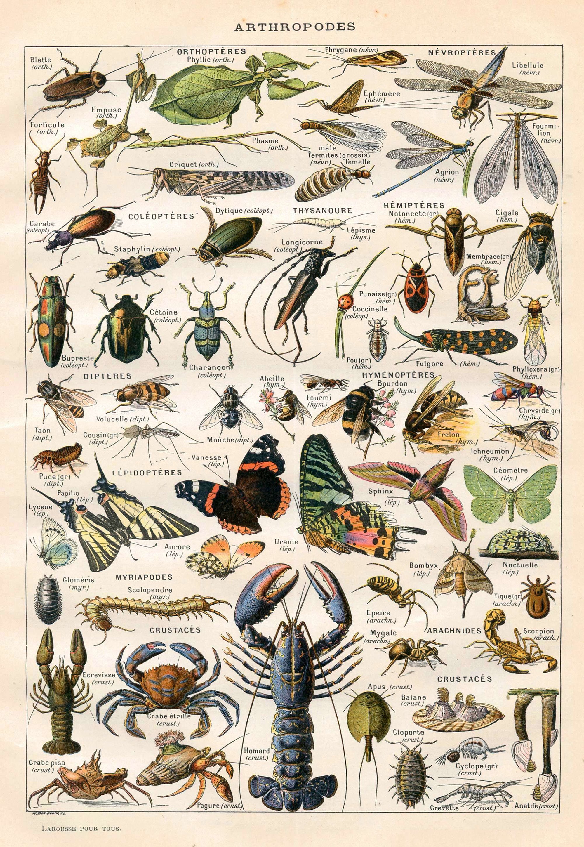 Vintage Natural History Print - Arthropodes - Insect Collection Antique ...