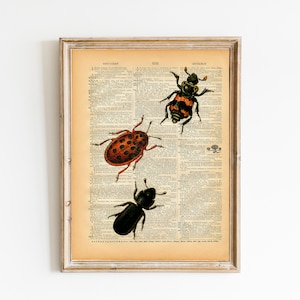 Vintage Käfer Druck: Upcycled Buchseite, Naturgeschichte Kunst