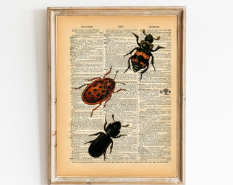 Vintage Book Print - Bugs Insects Art - Upcycled Antique Book Print - Salvaged Book Decor - Natural History Beetle