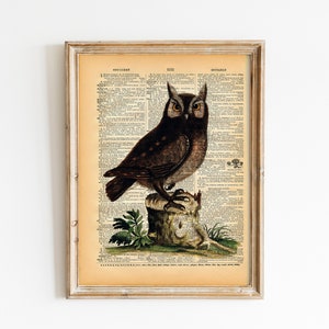Vintage Owl Art Print: Upcycled Book Page, Natural History Illustration