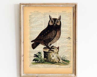 Owl Bird Art Print - Vintage Book Print - Upcycled Recycled Book Print - Natural History Bird Illustration - Woodland Animal Bird Art
