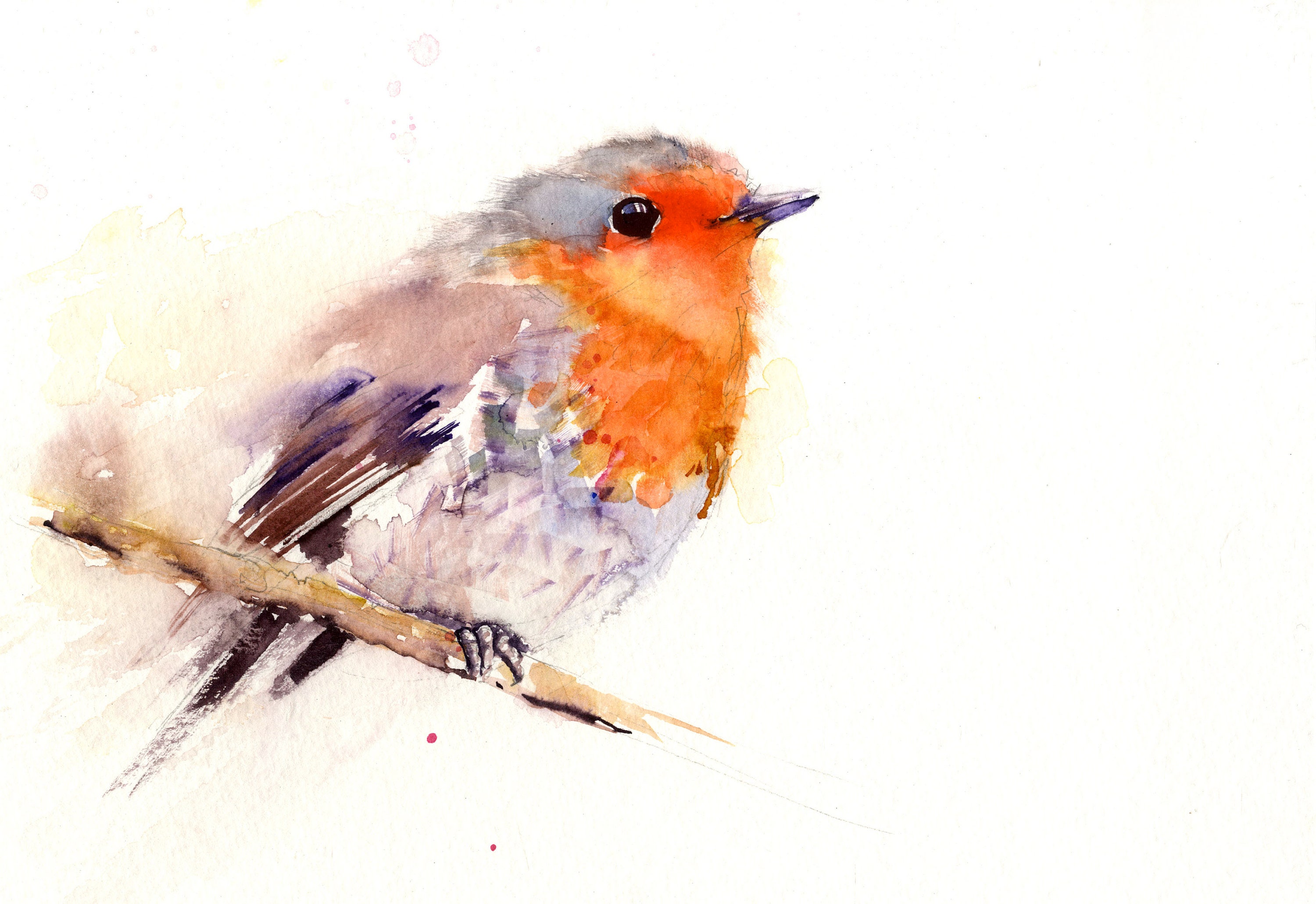 ROBIN Bird Watercolour Limited Edition Print Hand Signed - Etsy New Zealand ROBIN Bird Watercolour Limited Edition Print Hand Signed - Etsy New Zealand