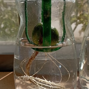 Può includere: Un barattolo di vetro trasparente con un coperchio verde, riempito d'acqua e un seme di avocado verde con radici che crescono.