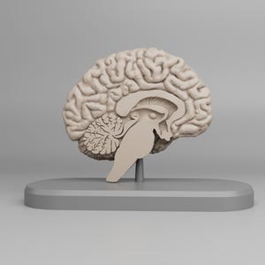 May include: A beige anatomical model of a human brain, showcasing the cerebrum, cerebellum, and brainstem. The brain model is mounted on a gray, rectangular base, providing a clear view of its intricate structure. Ideal for educational purposes.