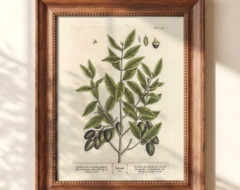 Peut inclure: Une impression botanique encadrée représentant une illustration détaillée d'une plante avec des feuilles vertes et des fruits vert foncé. L'impression est dans un cadre en bois avec un passe-partout clair. L'œuvre est étiquetée "Plate 109".