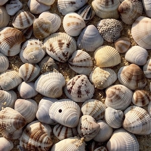 May include: A collection of various seashells, showcasing a range of shapes, sizes, and colors. The shells are primarily white, cream, and brown, with intricate patterns and textures. The image captures a natural, beachy aesthetic.