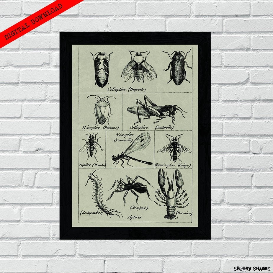 Victorian Insect Science Victorian Insects Art Print – Entomology Illustration, Cabinet of ...