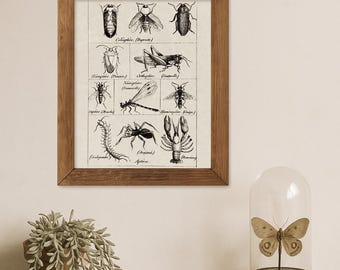 Lámina artística de insectos victorianos: Ilustración entomológica, Gabinete de Curiosidades (Descarga digital)