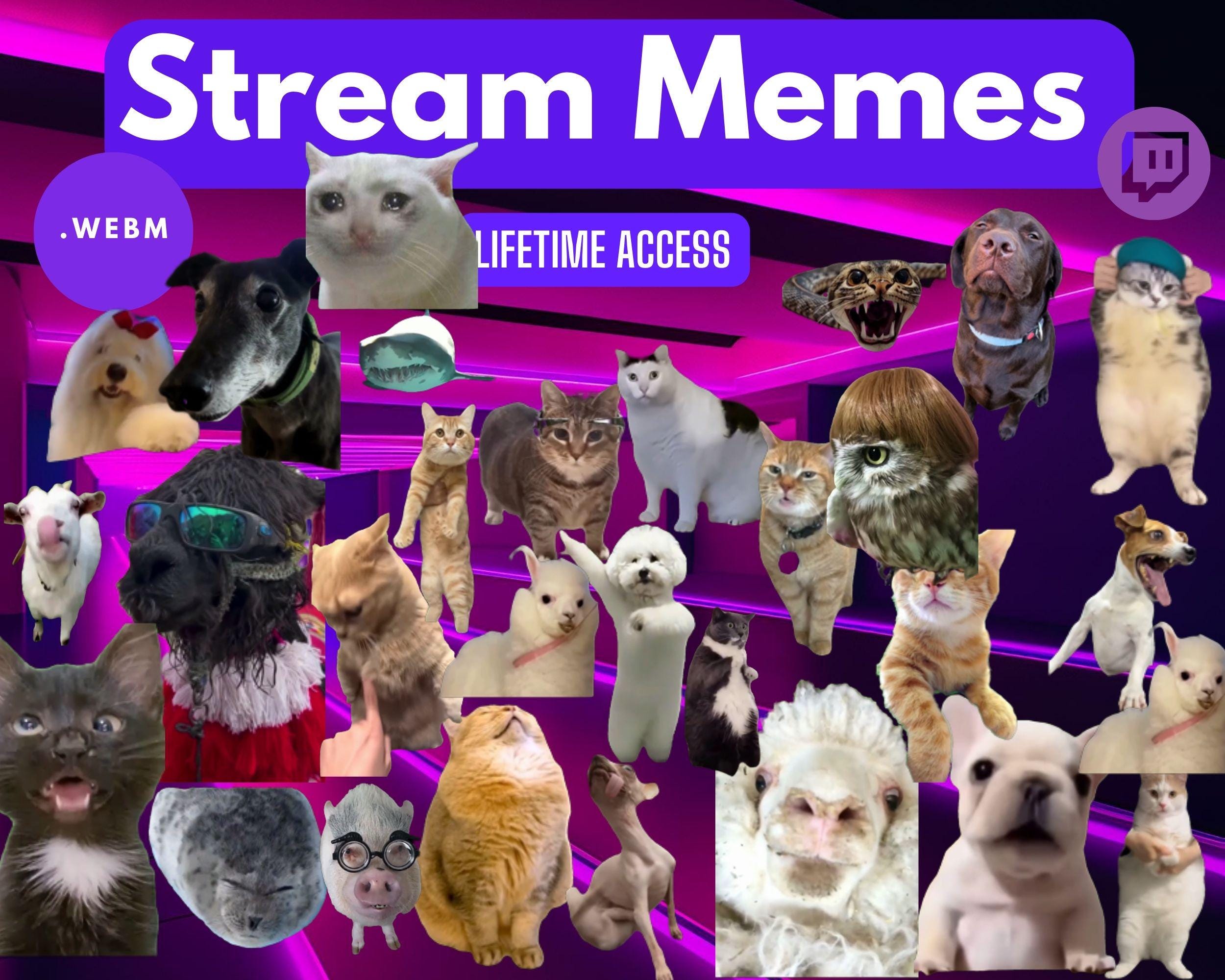 140 Cat Dog Animal Stream Memes – Transparent Overlays & Alerts | Funny ...