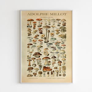 Adolphe Millot Print, Millot Poster Mushroom, Adolphe Millot Art, Adolphe Millot, Vintage Mushrooms Poster, Botanical Print