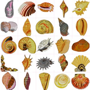 Puede incluir: Una colección de conchas bordadas en diversas formas y colores. Los diseños incluyen patrones de espiral, abanico y concha, con tonos de naranja, amarillo, marrón y blanco. Los detalles del bordado crean una apariencia texturizada y realista.