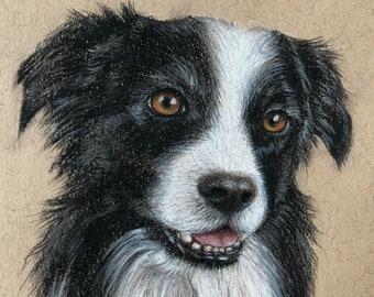 Border Collie - Framed Original Pastel Drawing