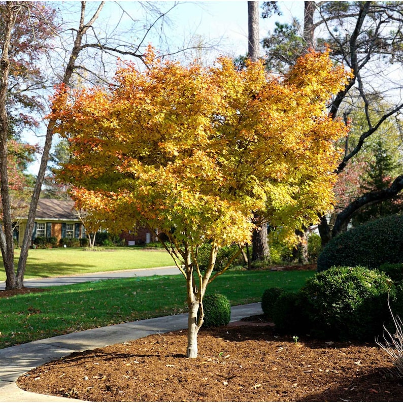 Coral Bark Japanese Maple Tree - Etsy