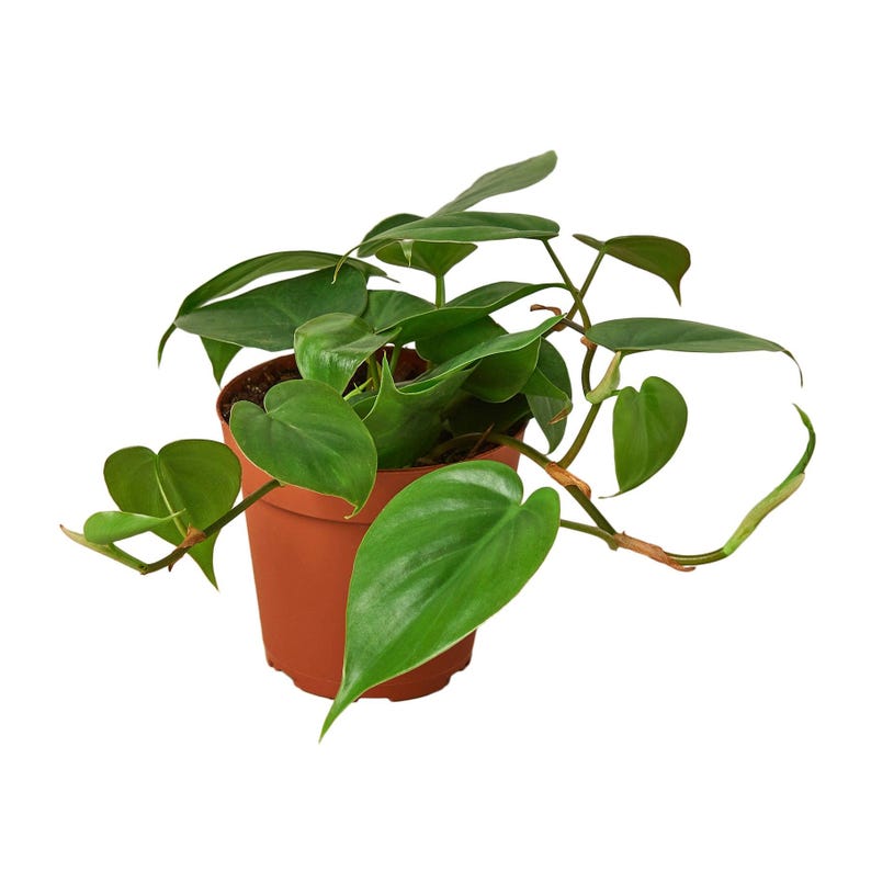 Nationwide Plants Philodendron Cordatum