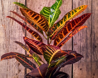 Croton Petra 'Joseph's Coat'