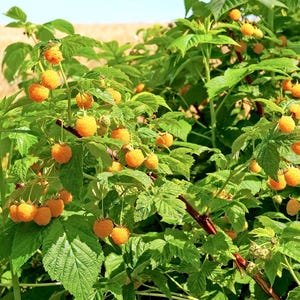 May include: A close-up of a raspberry bush laden with ripe, golden-yellow raspberries. The berries hang in clusters among vibrant green leaves and reddish-brown stems, bathed in sunlight. The image showcases the natural beauty of the fruit.
