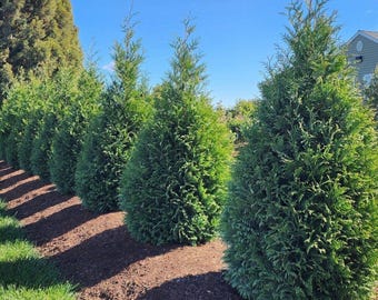Junior Giant Thuja Tree