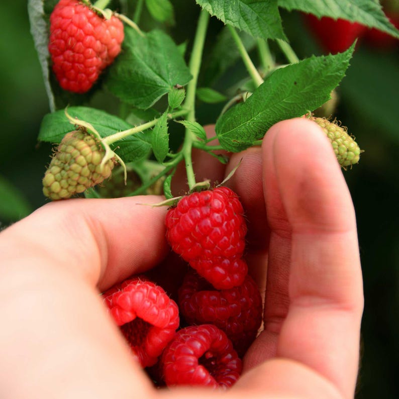 Heritage Raspberry - NationwidePlants.com