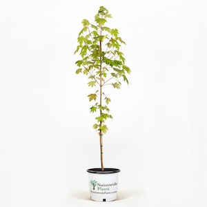 Autumn Blaze® Red Maple Tree
